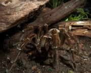 Habitat das Aranhas (11)