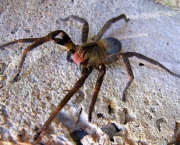 Habitat das Aranhas (9)