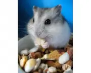 Hamster Chinês (2)