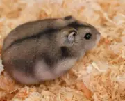 Hamster Chinês (3)