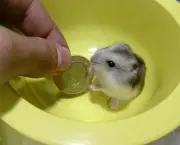 Hamster Chinês Filhote (3)