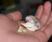 Hamster Chinês Filhote (5)
