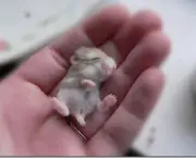 Hamster Chinês Filhote (6)