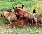 hienas-cacando-1