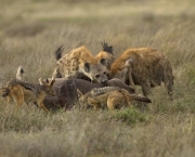 hienas-cacando-3
