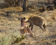 hienas-cacando-6