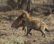 hienas-cacando-7
