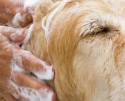 Higiene Animal (4)