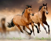 Imagens de cavalos correndo 2