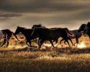 Imagens de cavalos correndo 5