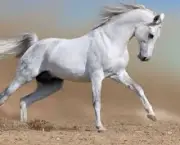 Imagens de cavalos correndo 6