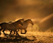 Imagens de cavalos correndo 7