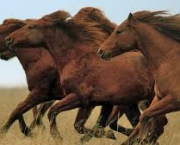 Imagens de cavalos correndo 9