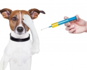 Imunização De Cães e Gatos Vacinas (1)