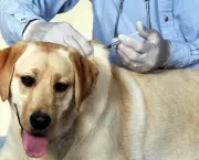 Imunização De Cães e Gatos Vacinas (1)