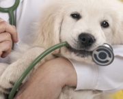 Imunização De Cães e Gatos Vacinas (2)
