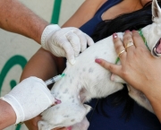 Imunização De Cães e Gatos Vacinas (4)