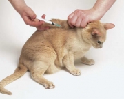 Imunização De Cães e Gatos Vacinas (5)