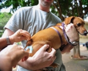 Imunização De Cães e Gatos Vacinas (6)