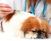 Imunização De Cães e Gatos Vacinas (7)
