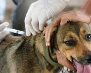 Imunização De Cães e Gatos Vacinas (11)