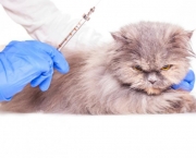 Imunização De Cães e Gatos Vacinas (9)