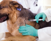 Imunização De Cães e Gatos Vacinas (13)