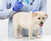 Imunização De Cães e Gatos Vacinas (14)