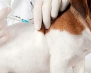 Imunização De Cães e Gatos Vacinas (15)