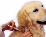 Imunização De Cães e Gatos Vacinas (16)