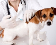 Imunização De Cães e Gatos Vacinas (17)