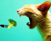 informacoes-dieta-dos-gatos-1