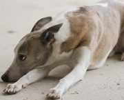 insuficiencia-renal-canina (7)