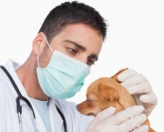 insuficiencia-renal-canina (12)