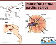 insuficiencia-renal-canina (16)
