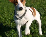 Jack Russell Terrier (1)