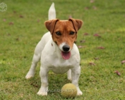 Jack Russell Terrier (3)