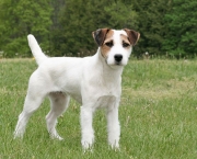 Jack Russell Terrier (4)