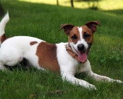Jack Russell Terrier (5)