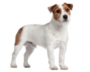 Jack Russell Terrier, 15 months old, standing in front of white background