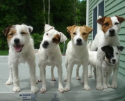 Jack Russell Terrier (8)
