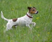 Jack Russell Terrier (9)