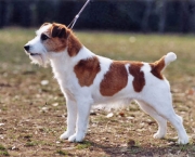 Jack Russell Terrier (10)