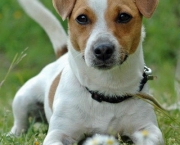 Jack Russell Terrier (11)