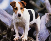 Jack Russell Terrier (13)