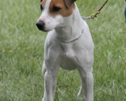 Jack Russell Terrier (14)