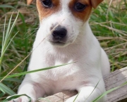 Jack Russell Terrier (15)