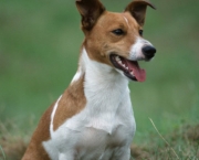 Jack Russell Terrier (16)