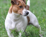 Jack Russell Terrier (17)