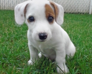 Jack Russell Terrier (18)